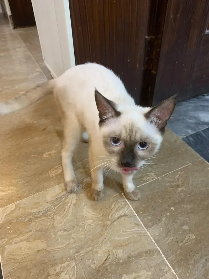 Siamese cat — photo 3