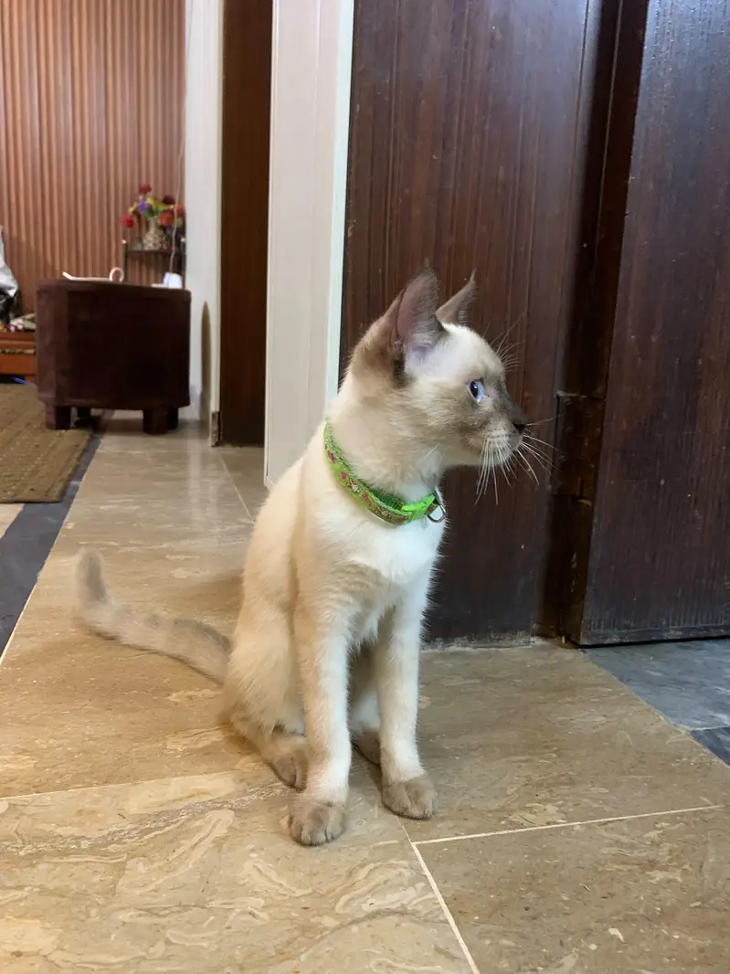 Siamese cat — photo 4