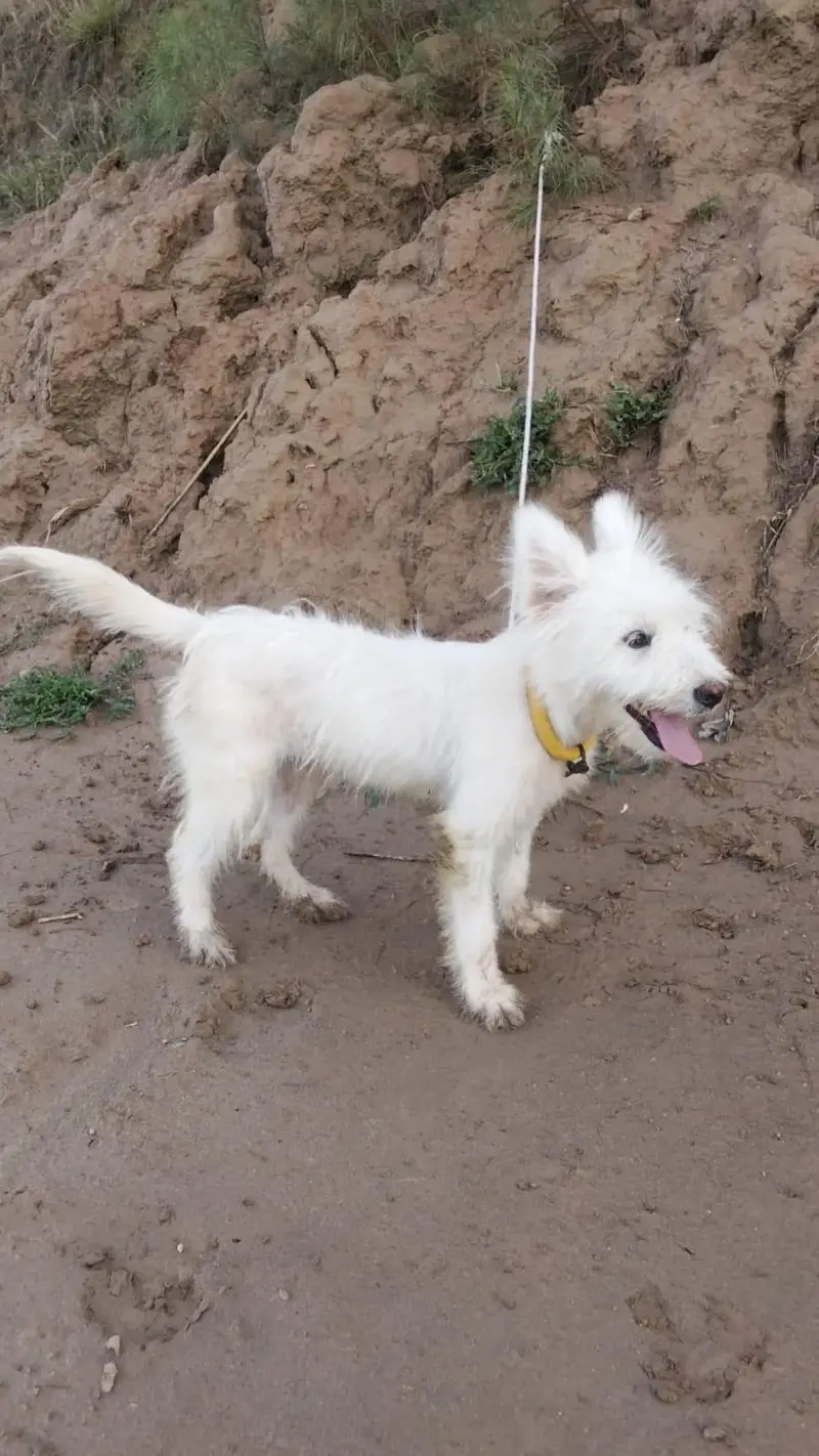 Russian female dog — photo 2