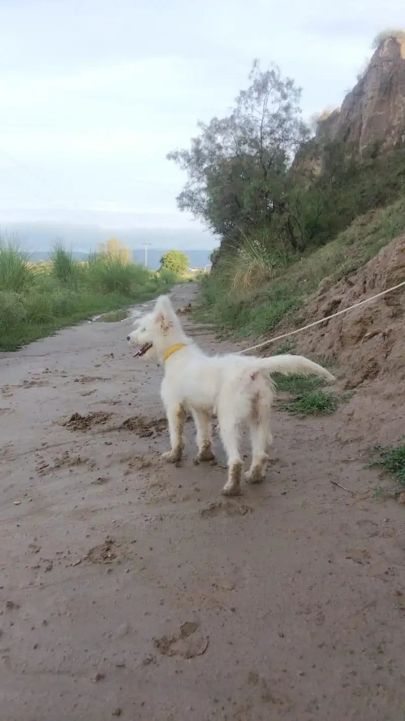 Russian female dog — photo 3