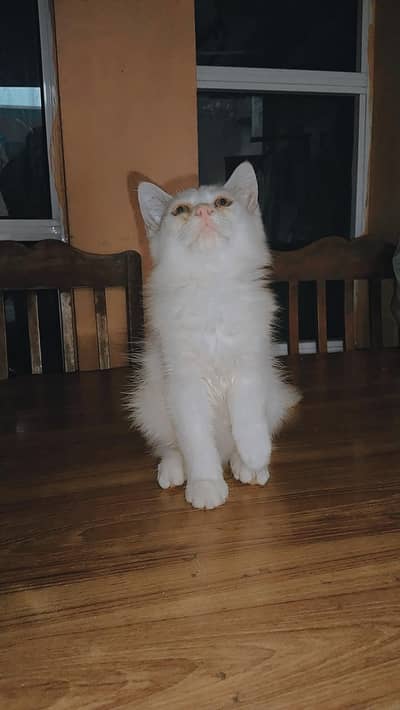 persian kitten