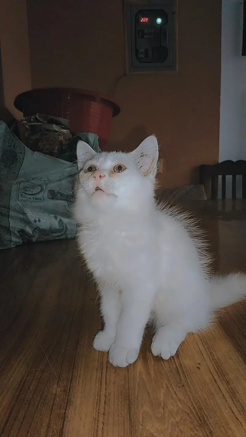 persian kitten — photo 2
