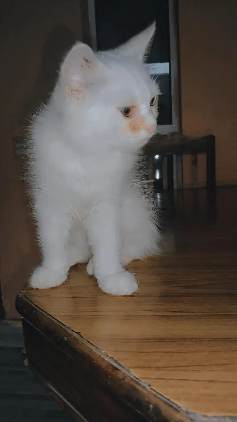 persian kitten — photo 3