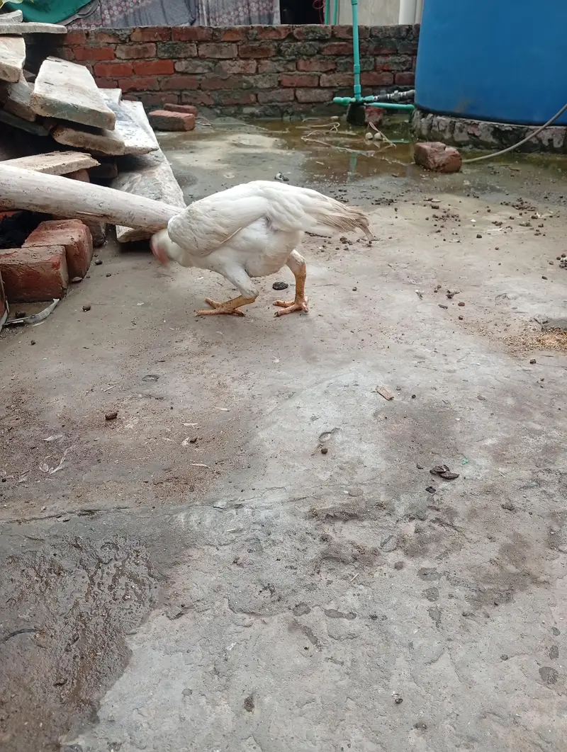 Aseel o Shamo Pathi and black mushki Madi — photo 5