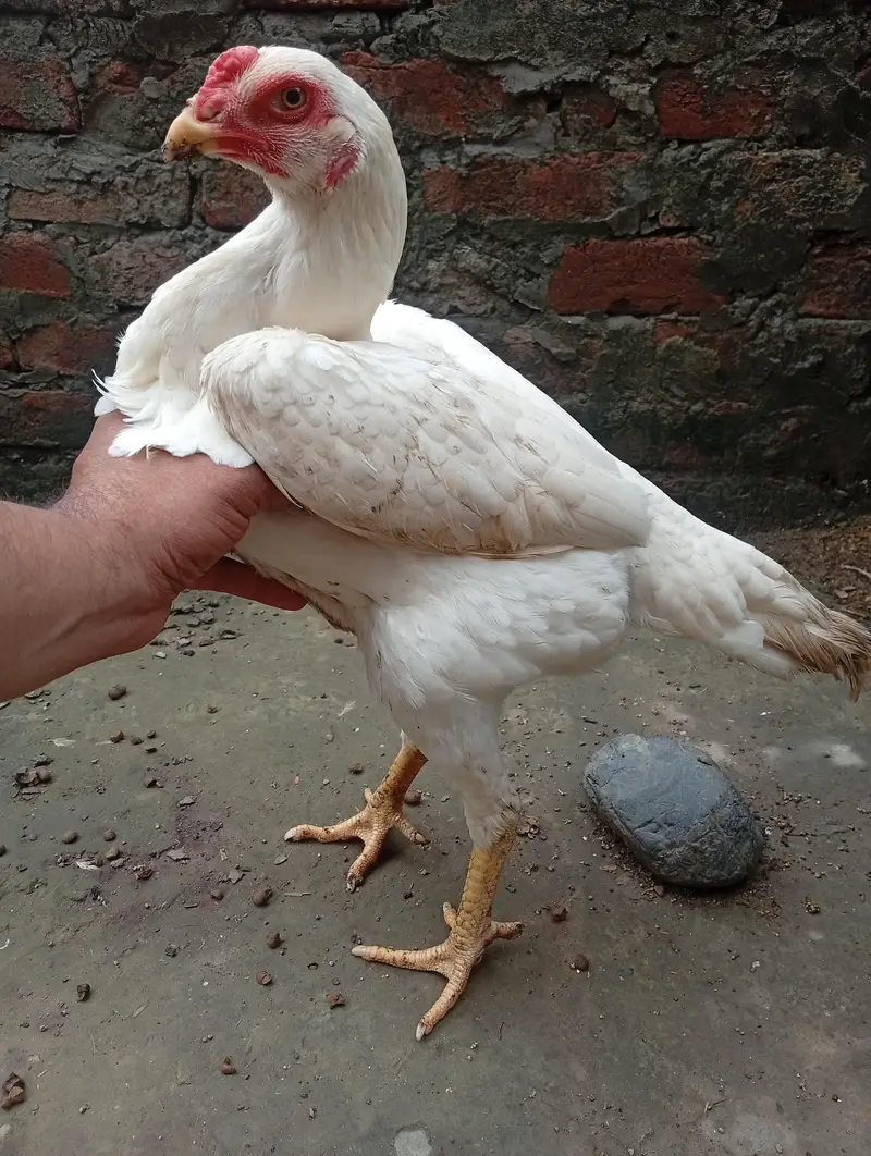 Aseel o Shamo Pathi and black mushki Madi — photo 7