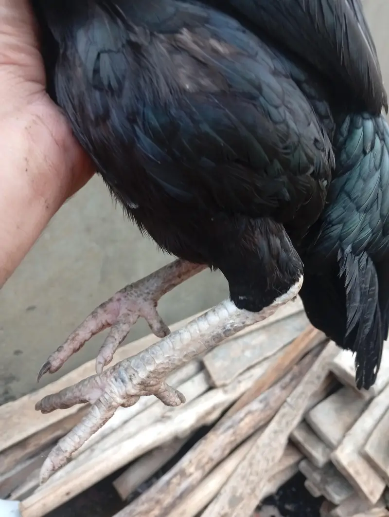 Aseel o Shamo Pathi and black mushki Madi — photo 8