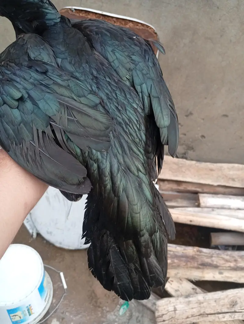 Aseel o Shamo Pathi and black mushki Madi — photo 9