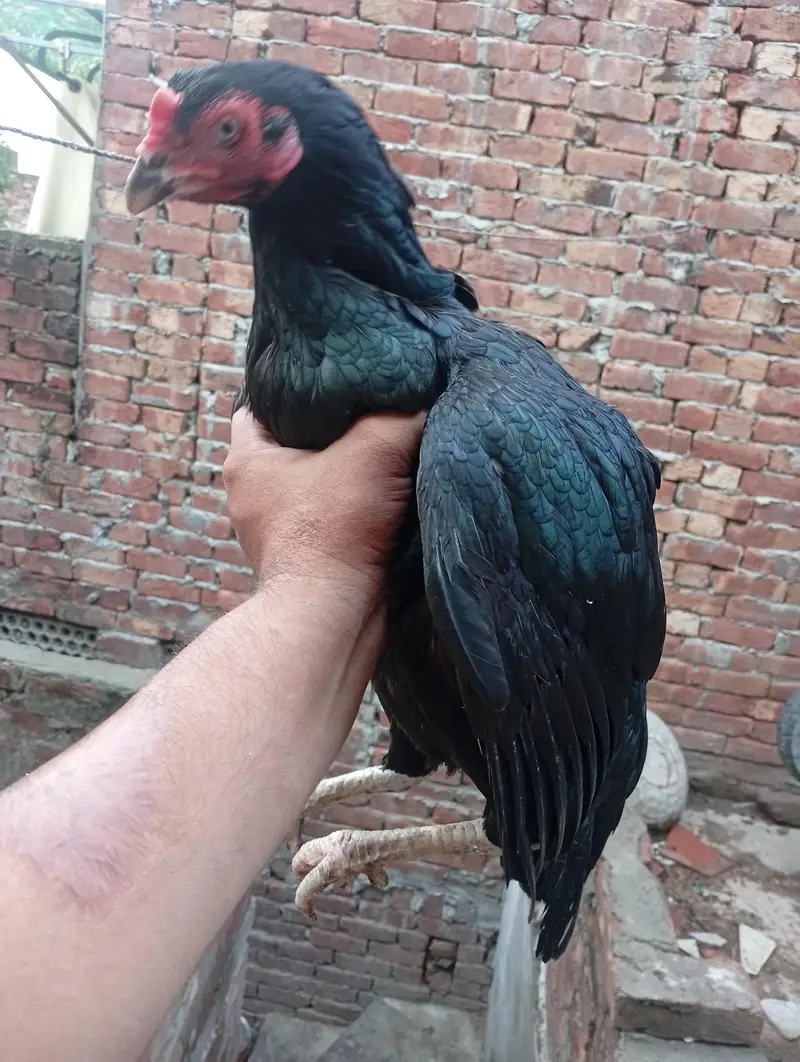 Aseel o Shamo Pathi and black mushki Madi — photo 10