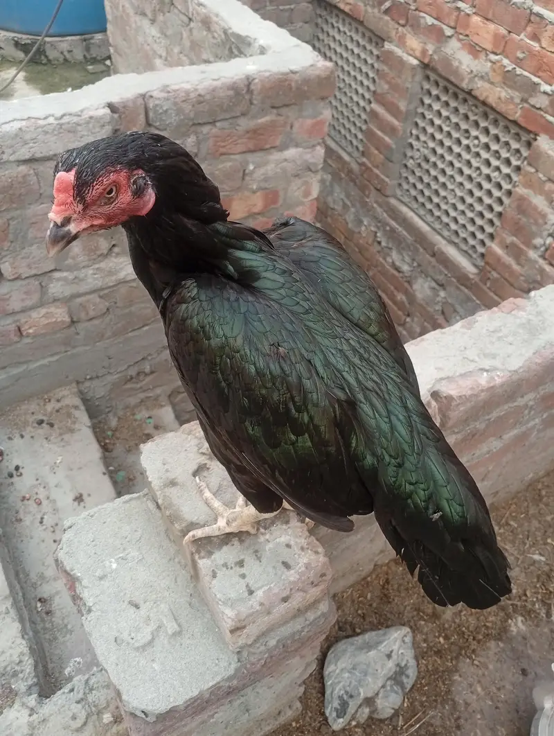 Aseel o Shamo Pathi and black mushki Madi — photo 11