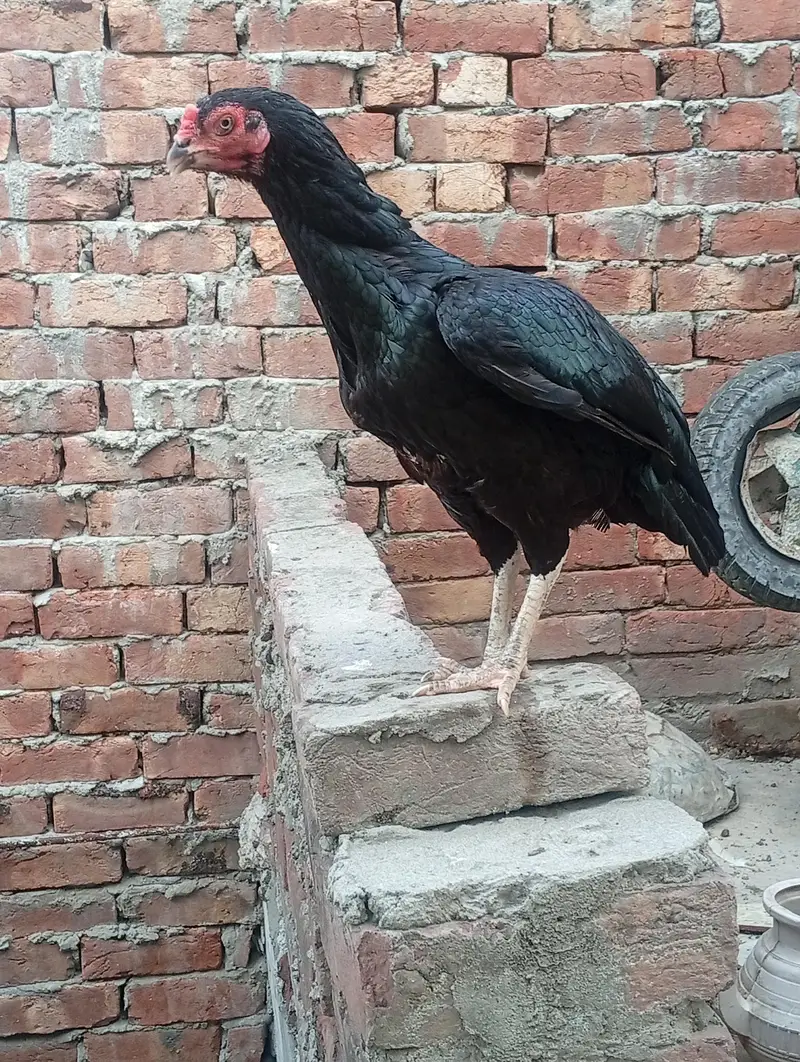 Aseel o Shamo Pathi and black mushki Madi — photo 12