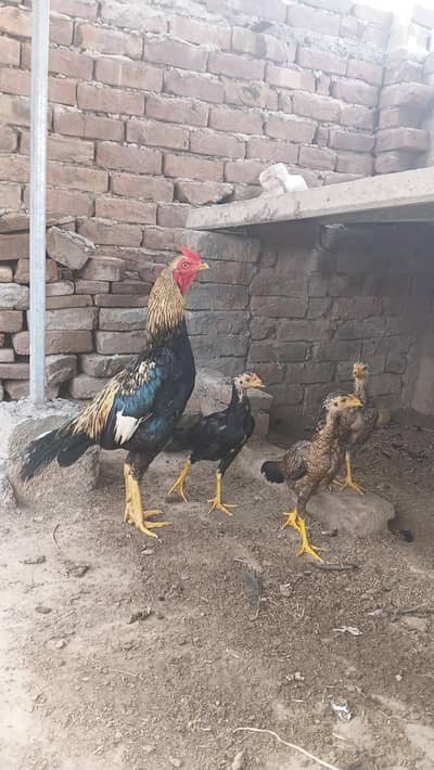 pure quality hen and chicks