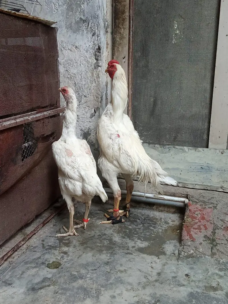 pure japanese white shamo pair — photo 2