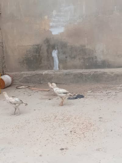 ASEEL chicks