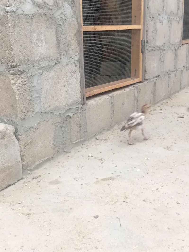 ASEEL chicks — photo 2