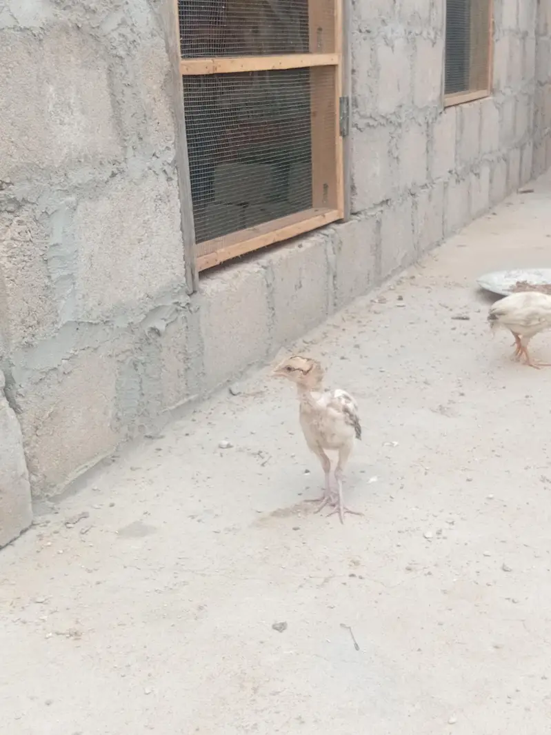 ASEEL chicks — photo 3