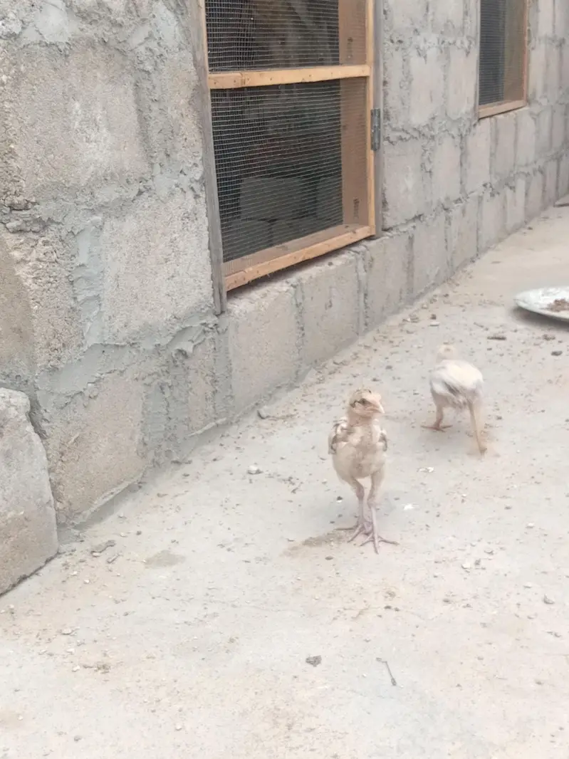 ASEEL chicks — photo 4