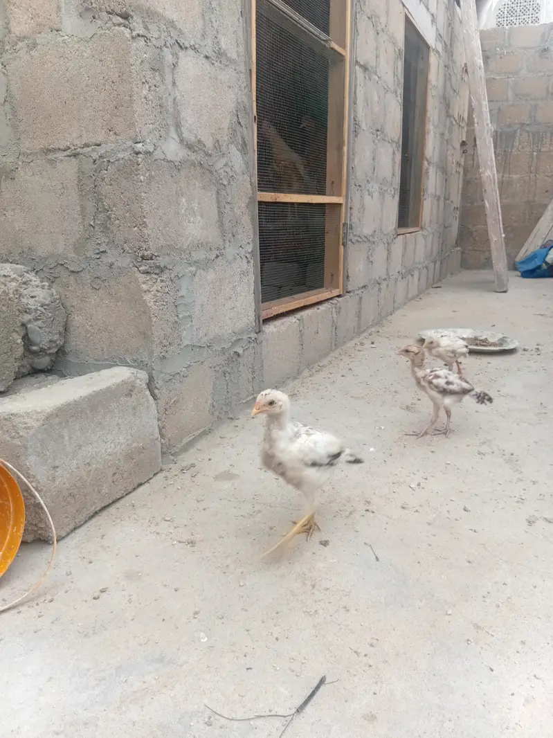 ASEEL chicks — photo 5