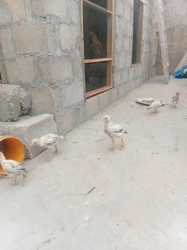 ASEEL chicks — photo 6