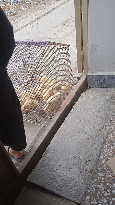 chicken 0
