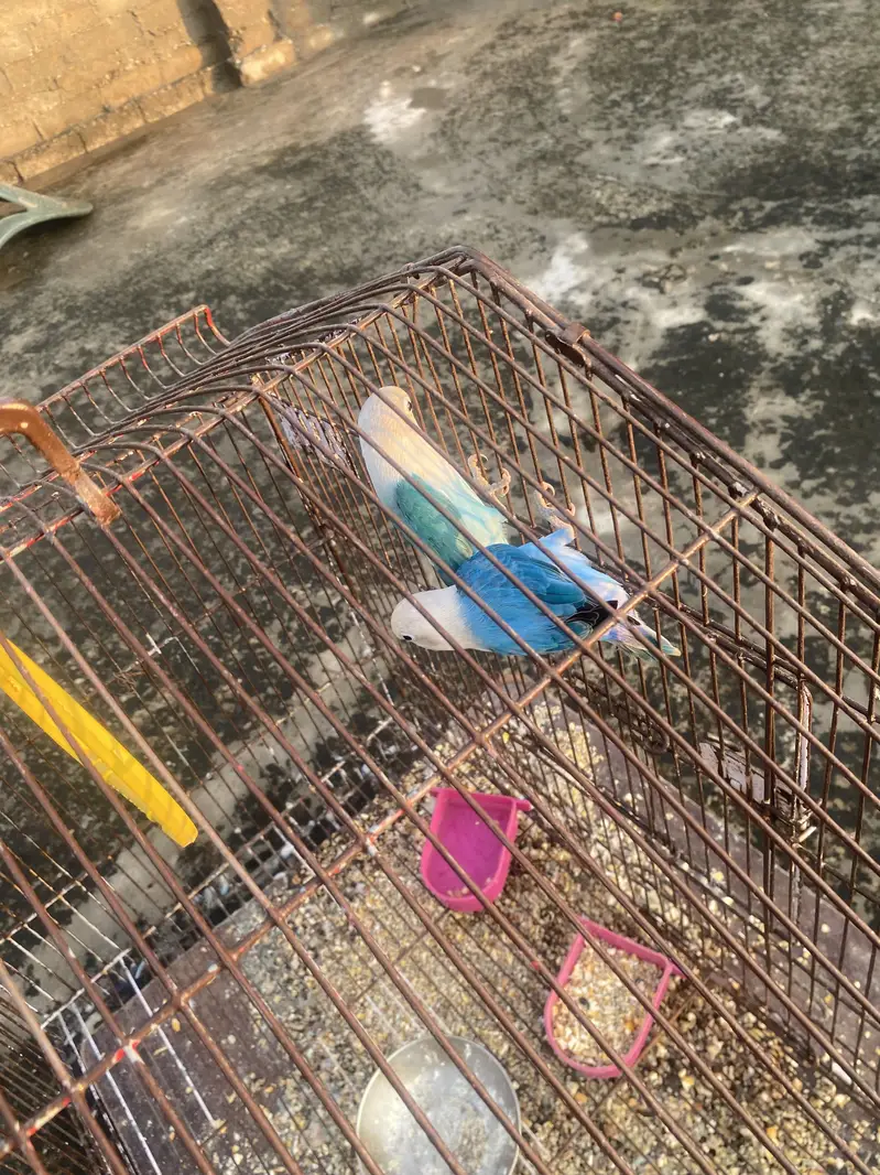Love birds pair