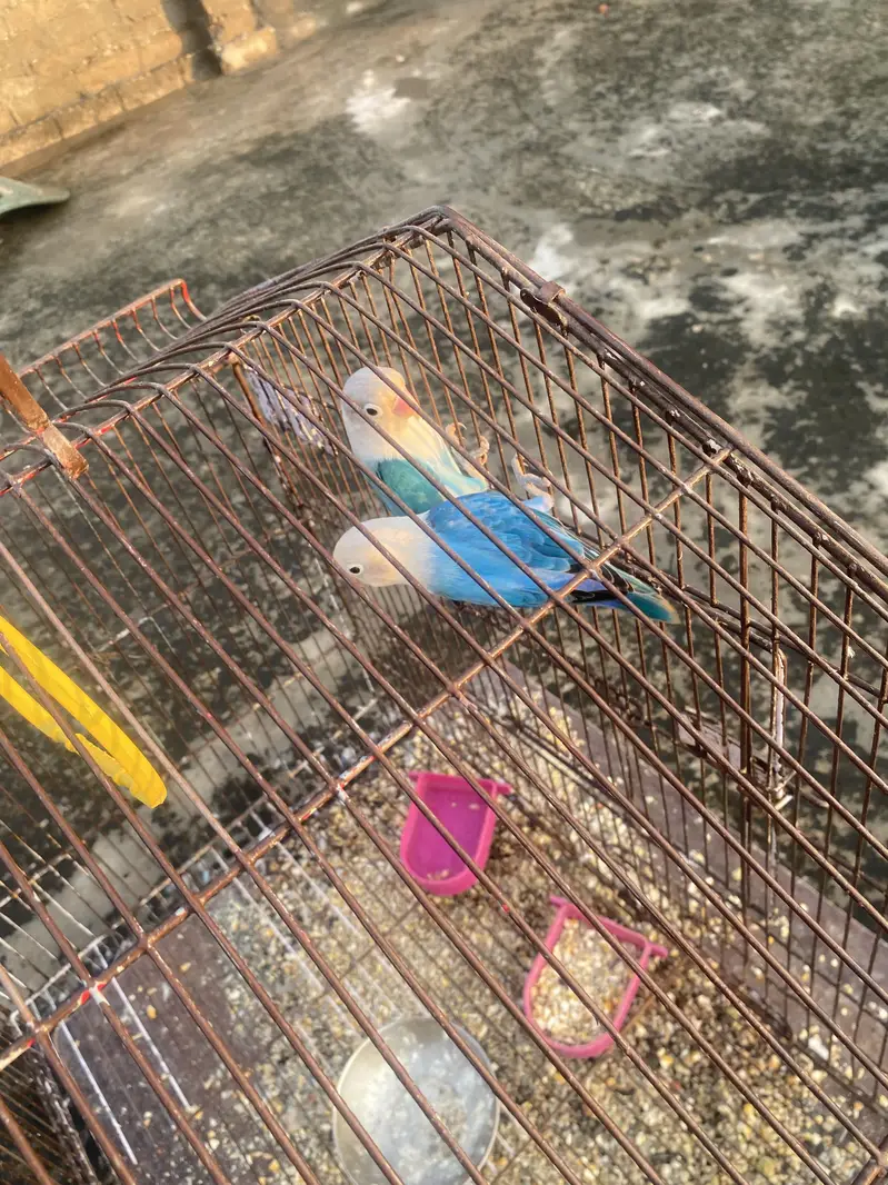 Love birds pair — photo 2