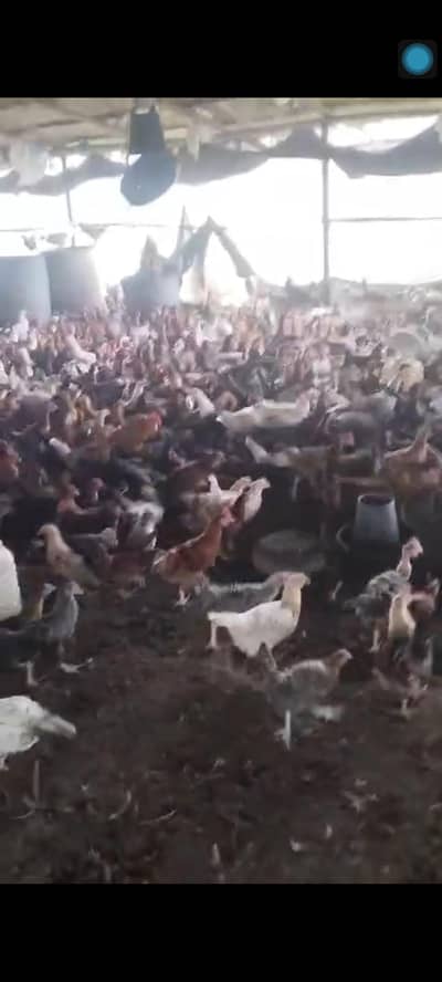 Golden Misri Chicks | Day Old Chicks | Golden chuzy  | misri chicks
