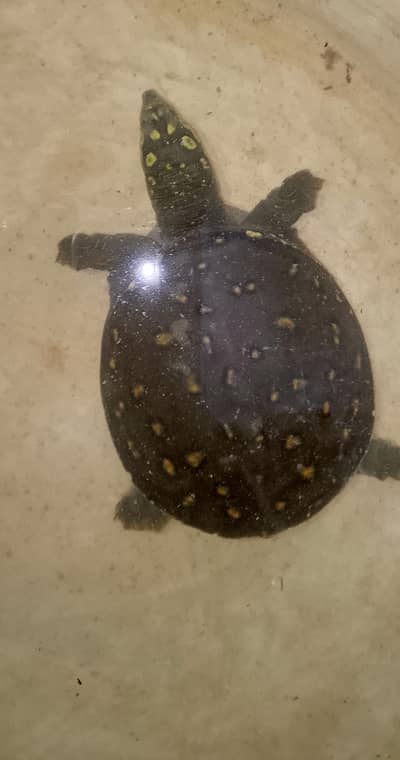 turtal 1 pis