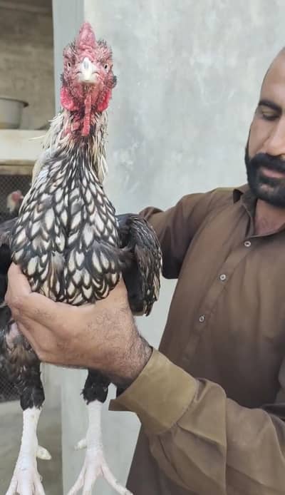 sajra murga
