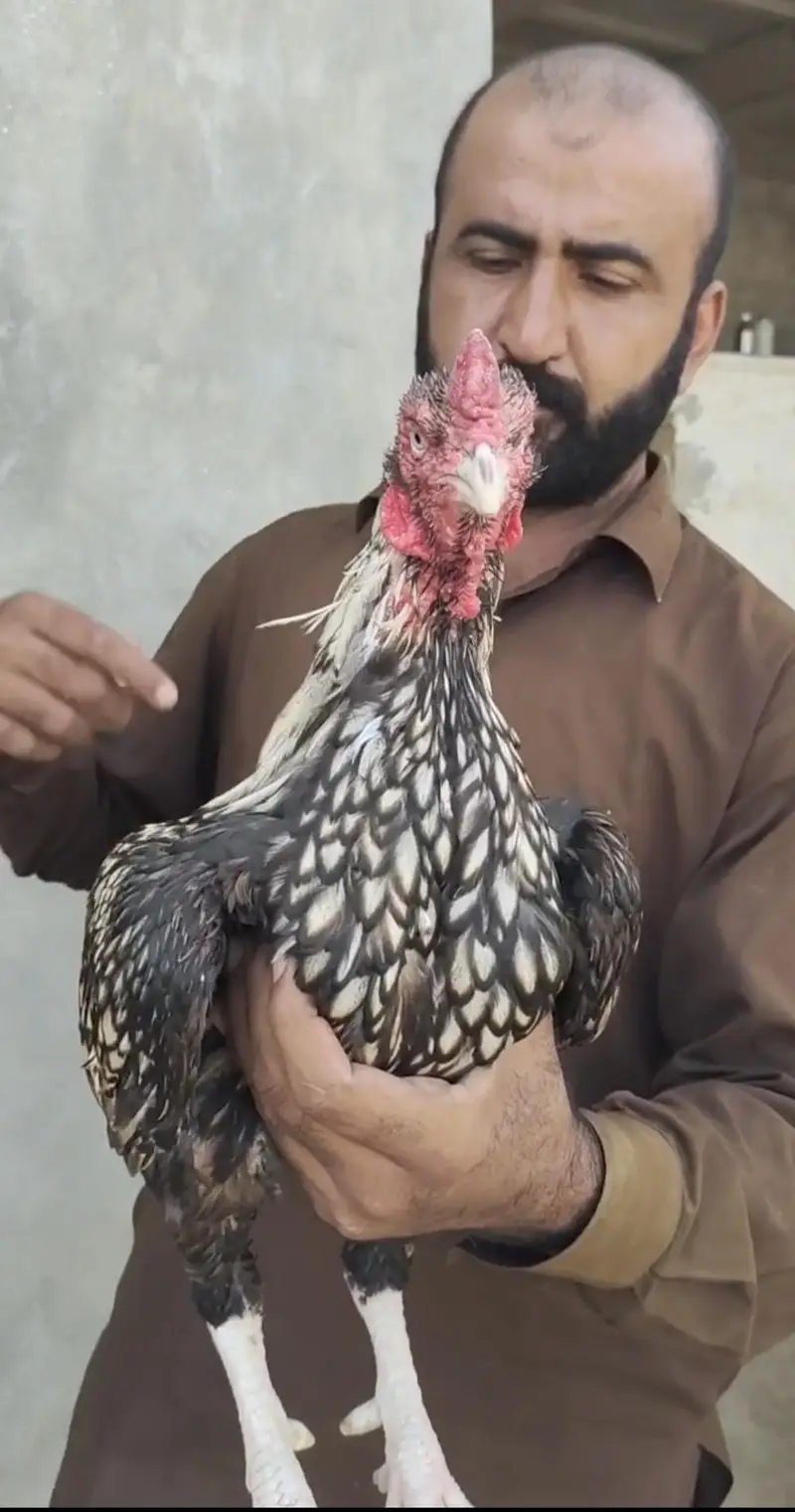 sajra murga — photo 2