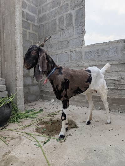 Goat (Bakri)