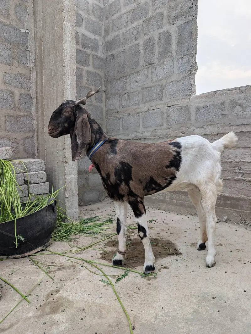 Goat (Bakri) — photo 2
