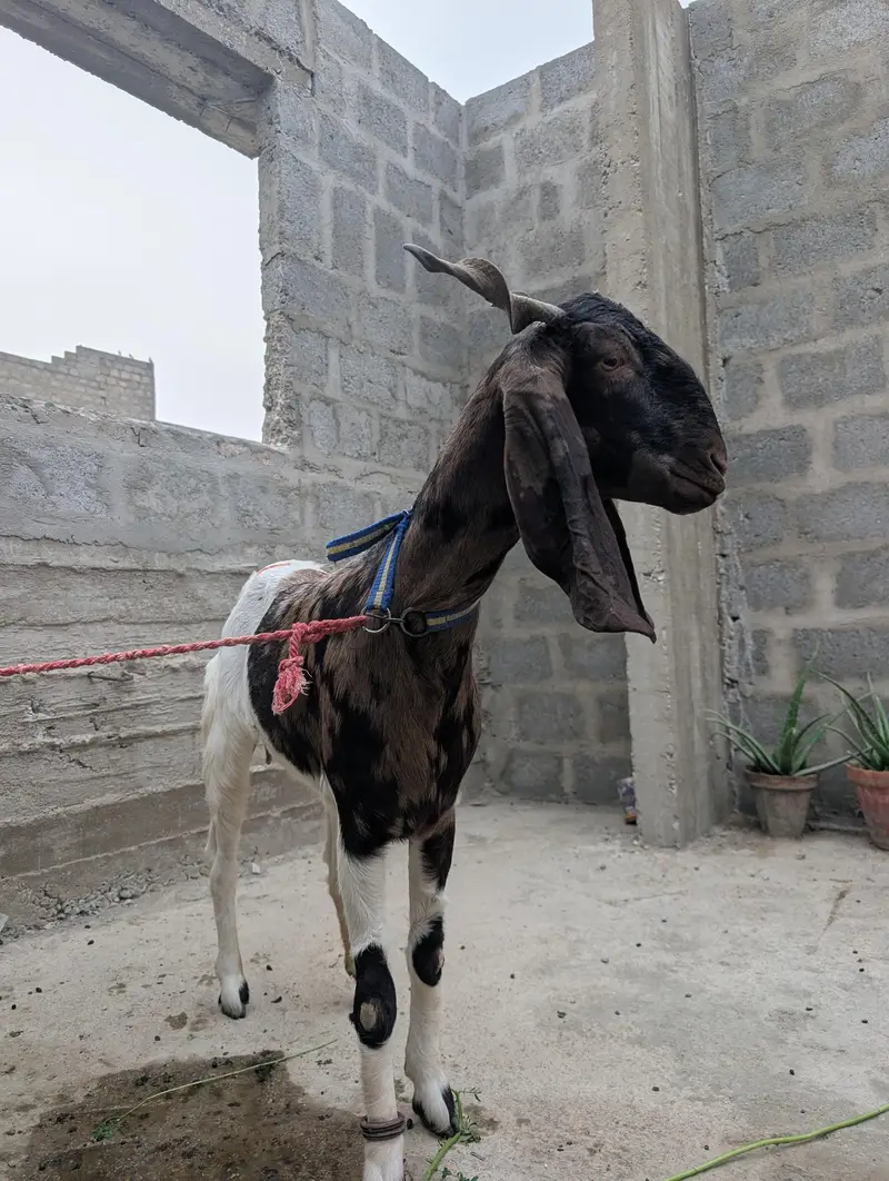 Goat (Bakri) — photo 3