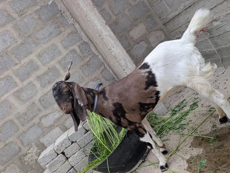Goat (Bakri) — photo 4