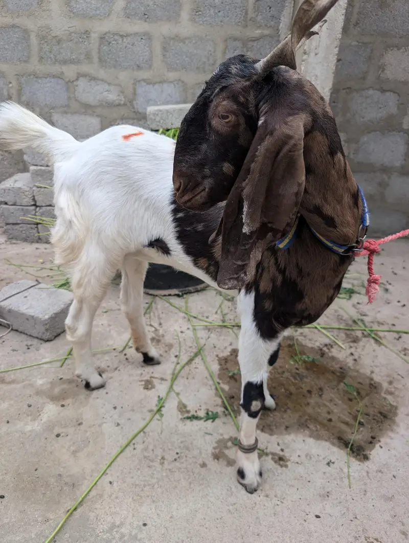 Goat (Bakri) — photo 5