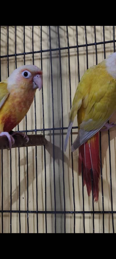 Sun cheek and few other birds for sale