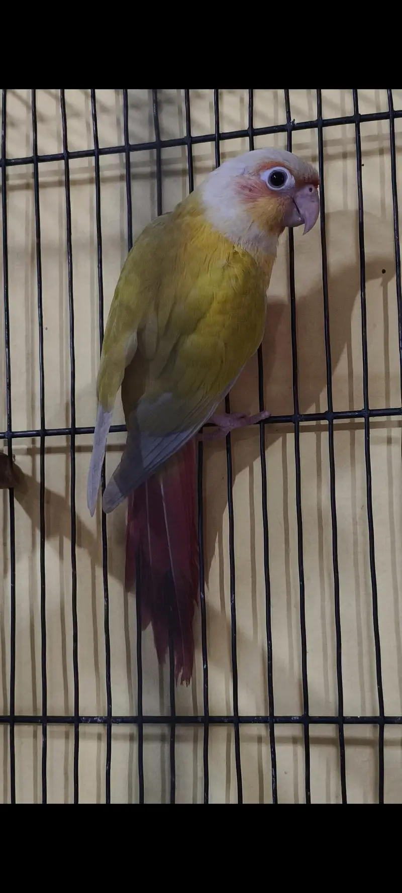 Sun cheek and few other birds for sale — photo 2