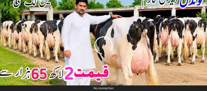 White and black cows  American frezian