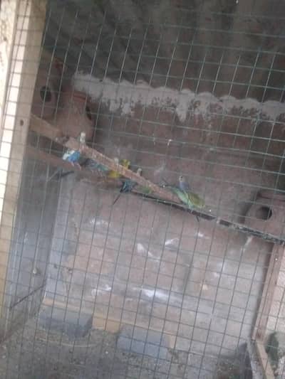 Australian parrot pair