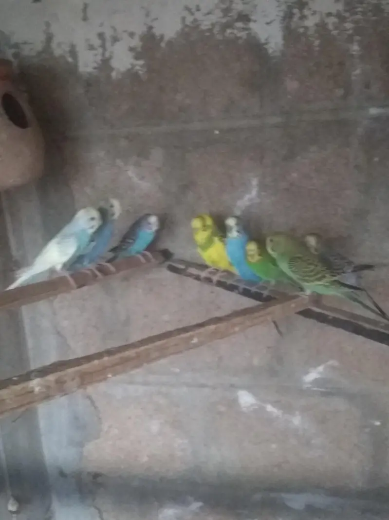 Australian parrot pair — photo 2