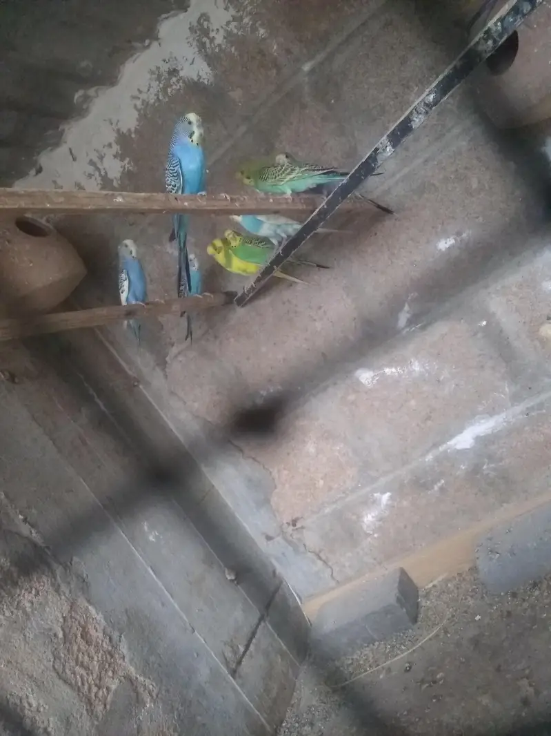 Australian parrot pair — photo 3