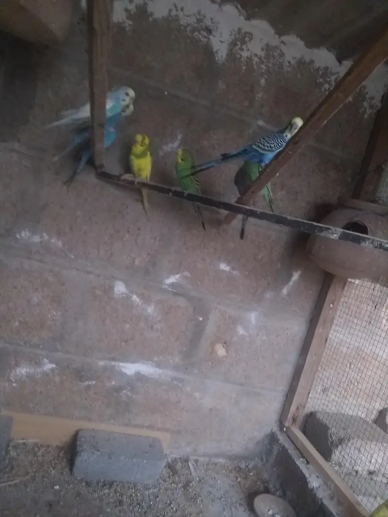 Australian parrot pair — photo 4