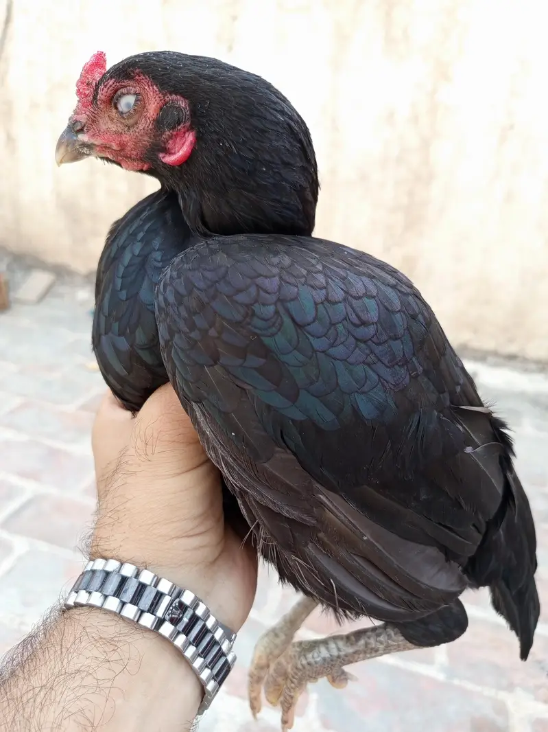 Mushka & Chetta Madi — photo 9