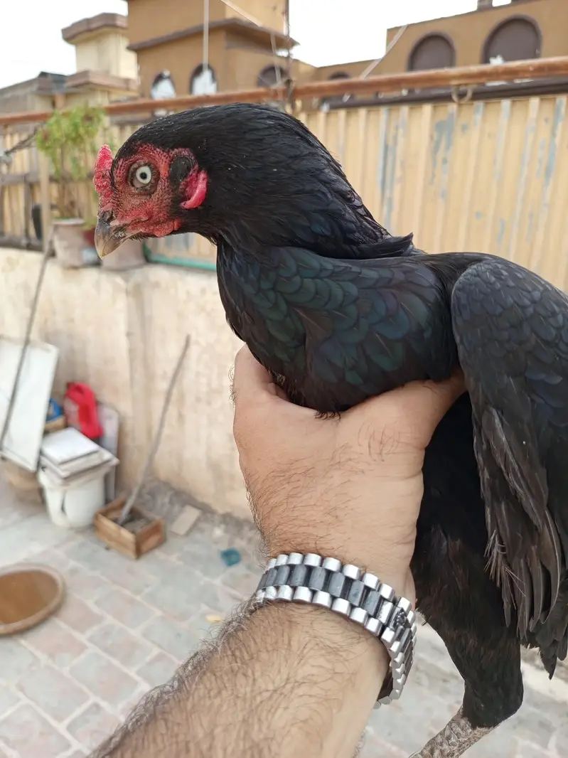 Mushka & Chetta Madi — photo 10