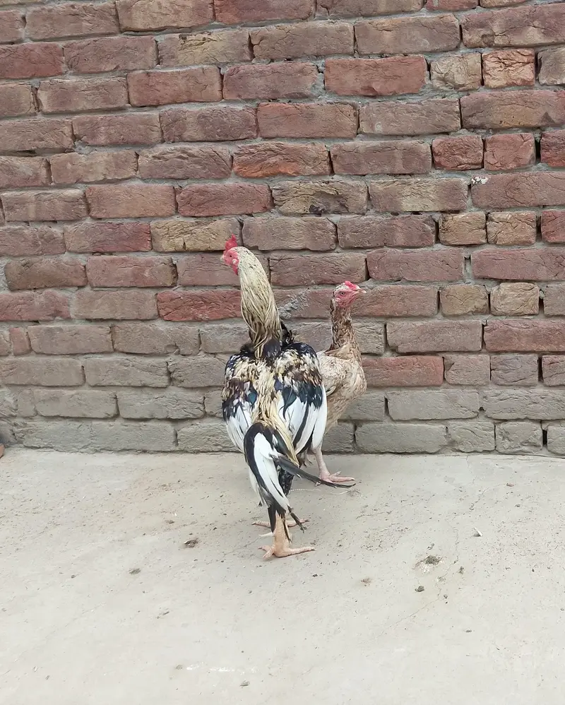 Aseel murga — photo 4