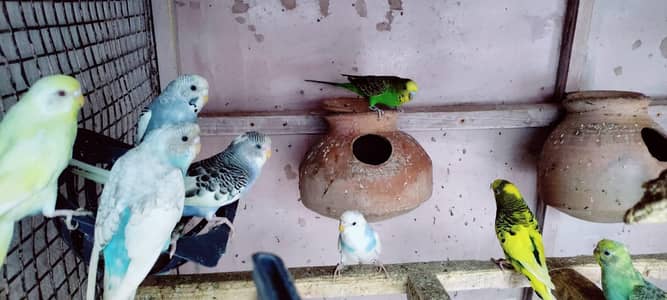 budgie setup for sell