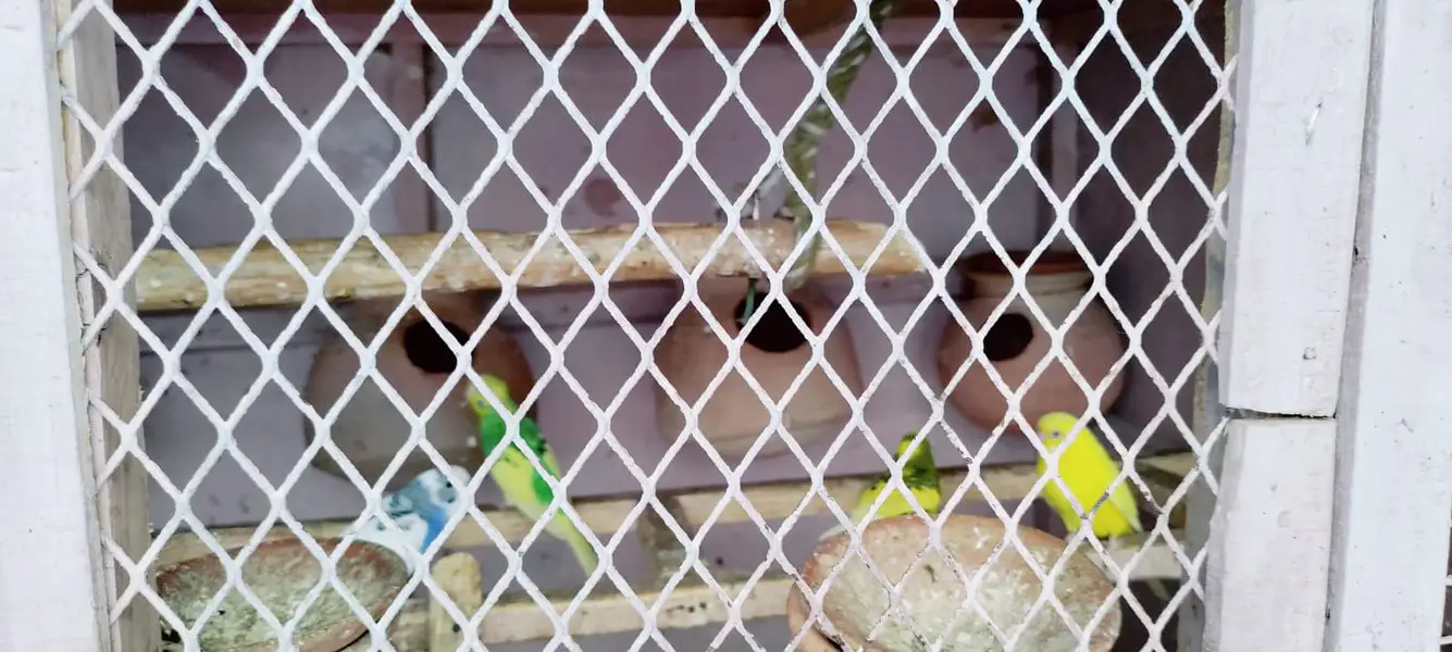 budgie setup for sell — photo 3