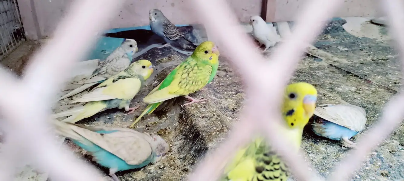 budgie setup for sell — photo 5
