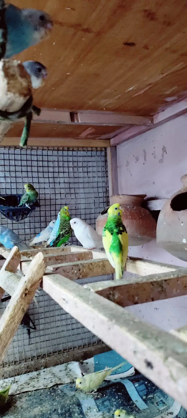 budgie setup for sell — photo 7
