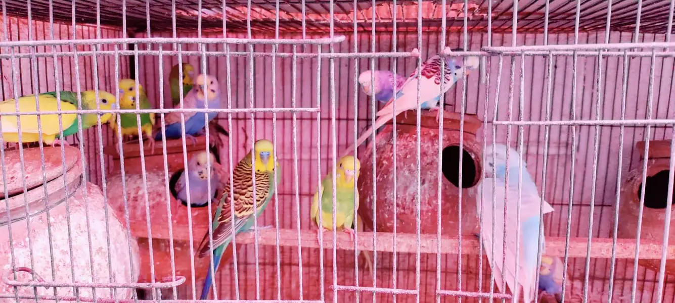 budgie setup for sell — photo 10