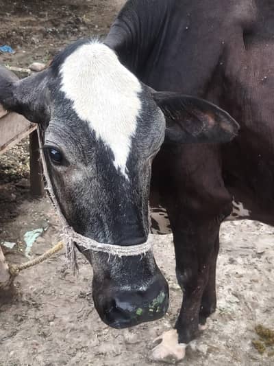 milking cow frezian or cholistani cross